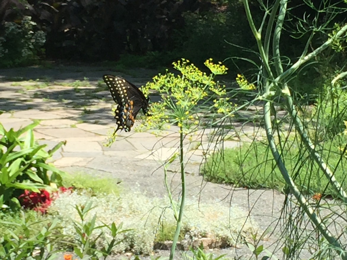 meditation butterfly