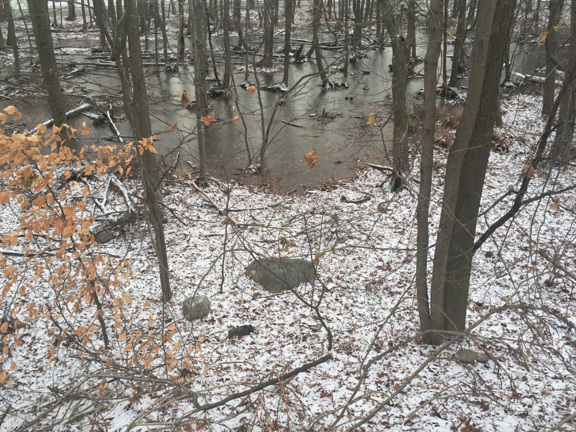 cold tree meditation